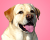 un chien